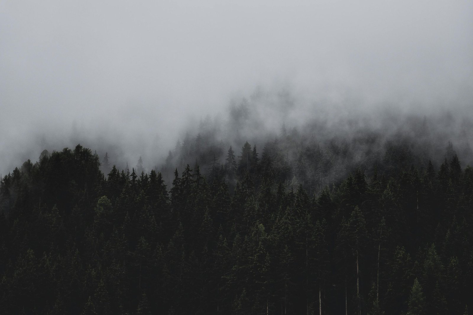 A moody, foggy forest scene capturing the essence of nature's tranquility.